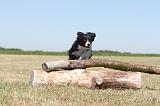 BORDER COLLIE 183
